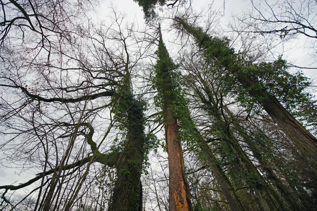 Zwei mit Efeu bewachsene Lärchen.